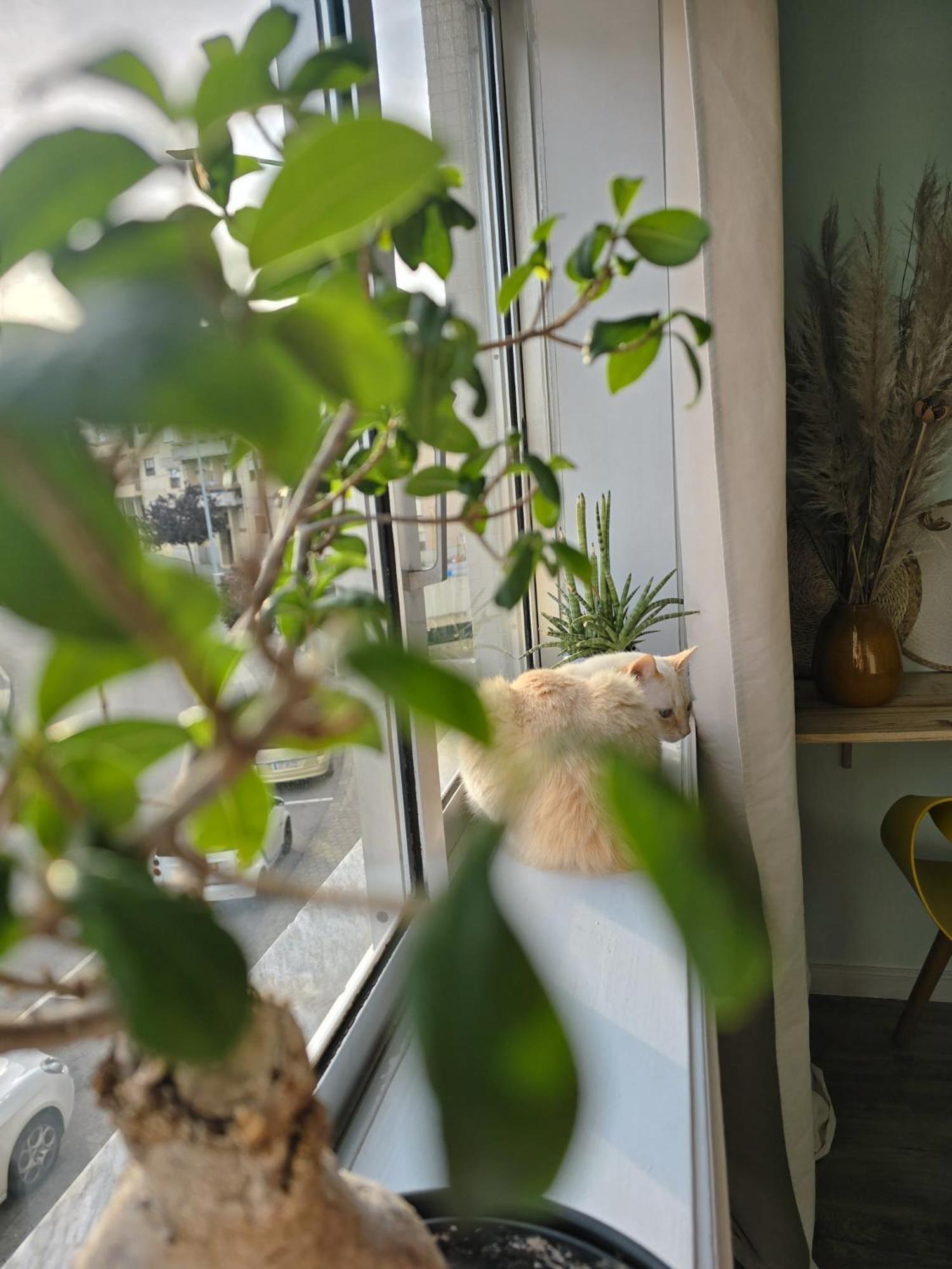Ferienwohnung The House Of Cats Oliveira do Douro  Exterior foto